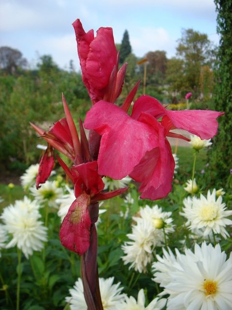 Canna x 'Centenaire de Rozain Boucharlat'